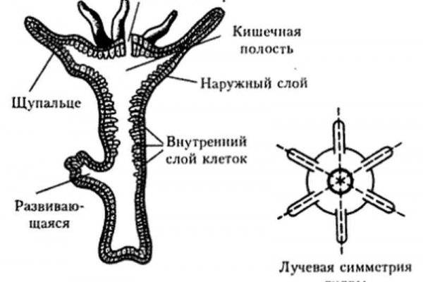 Ссылка официальный сайт кракен